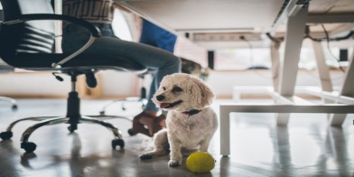 Pets at office